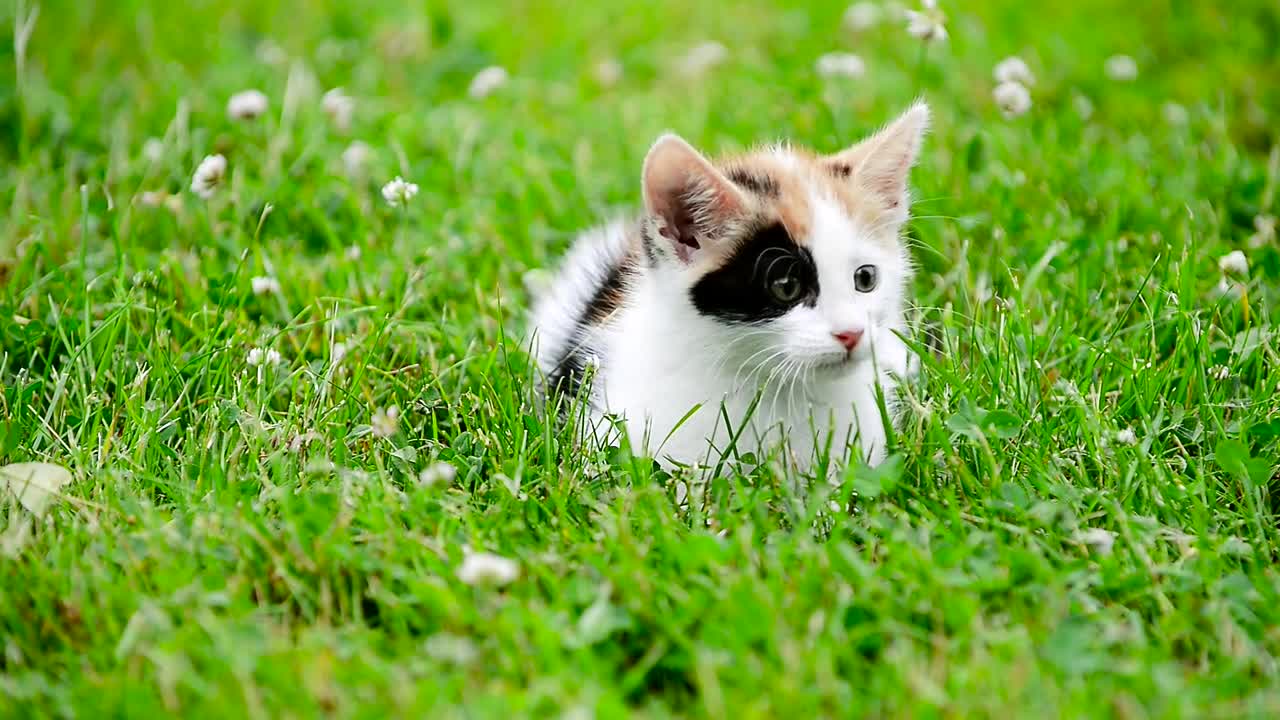 cute three color kitten