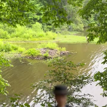 Beavers: Nature's Hardest Worker But Also Sketchy