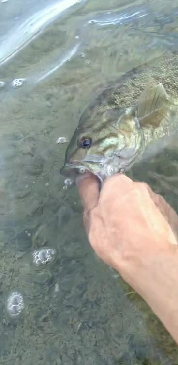 Graceful release of an absolutely GORGEOUS Small Mouth Bass