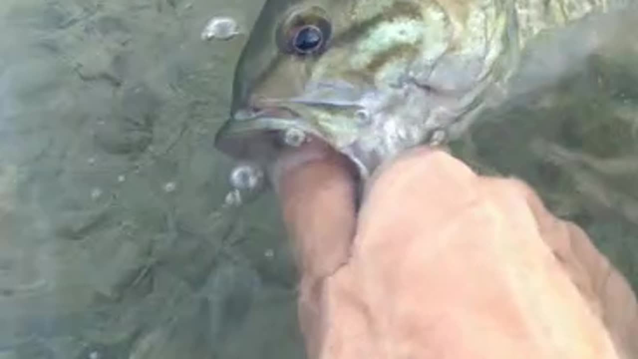 Graceful release of an absolutely GORGEOUS Small Mouth Bass