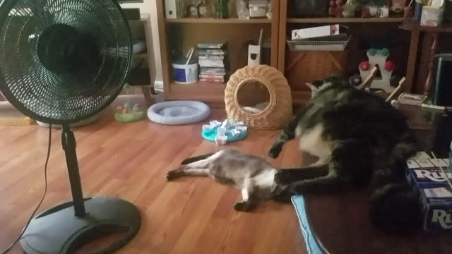 Maine Coon hot in Hurricane Ida power out