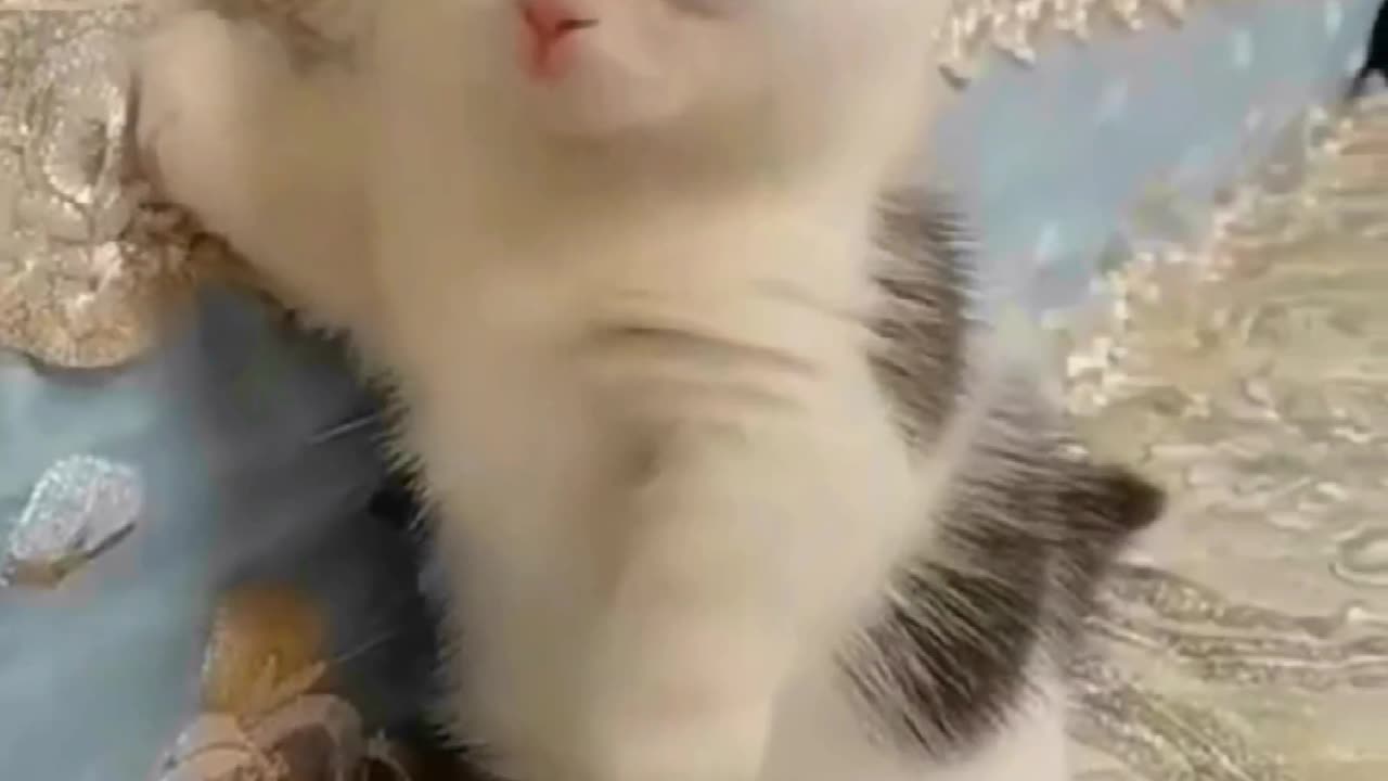 Furry Frenzy: 60 Seconds of Non-Stop Cat Cuteness - You Won't Believe Your Eyes!