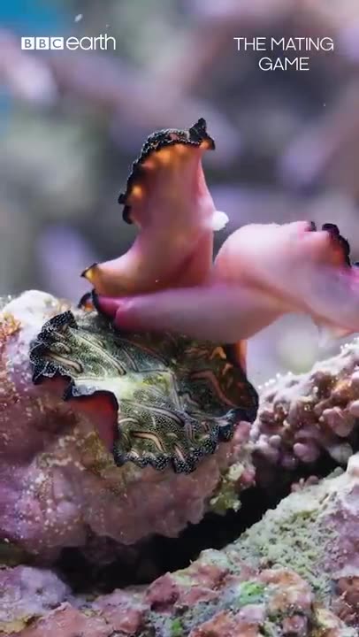 Two-pronged penis fencing – yes, you read that correctly