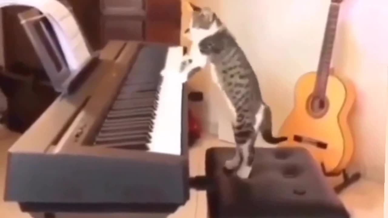 Cat viral funny video 😹 😹