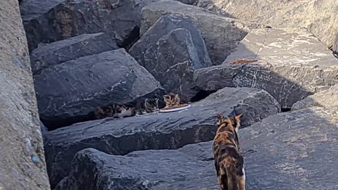 Poor mother cat hiding in the cliffs to protect her Kittens.