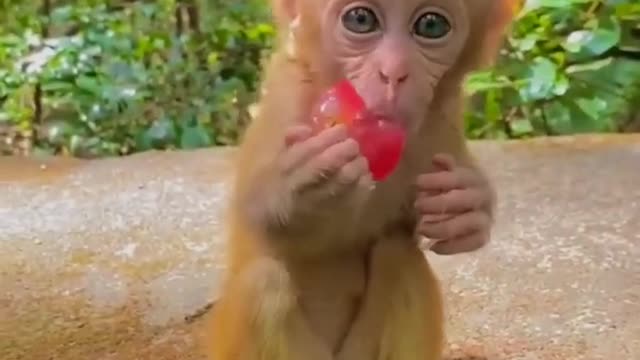 0030 Cute baby monkey , Baby monkey eat grape 🐒