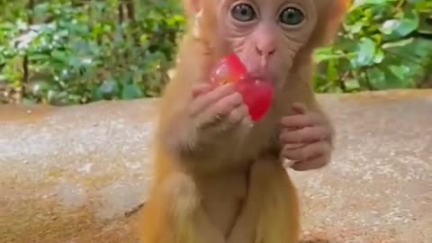 0030 Cute baby monkey , Baby monkey eat grape 🐒