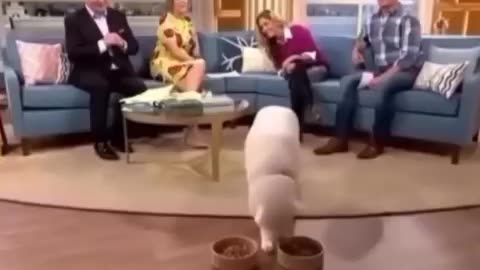 A dog claimed to be vegetarian by owner proves owner wrong on live tv