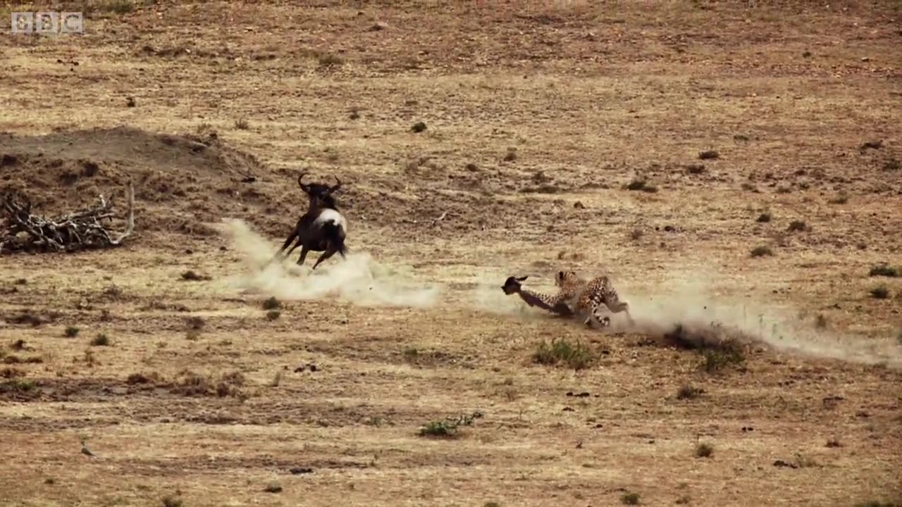 cheetah chases