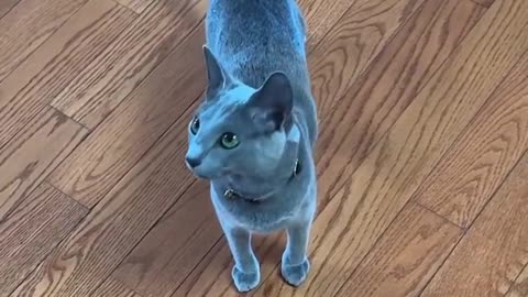 A CAT THAT LOOKS LIKE A HOLOGRAM HAS GONE VIRAL ONLINE