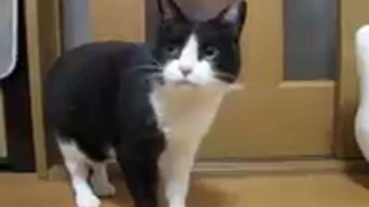 BLACK cat