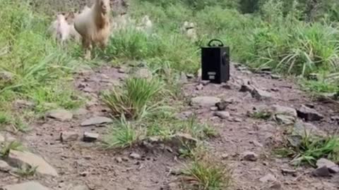 😃Curious goat and the end😃