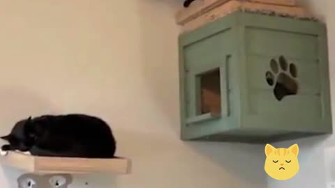 Jumping Cat Breaks Shelf on Launch