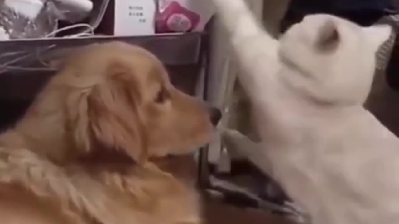 Amazing Funny Cats Trending Clips😍