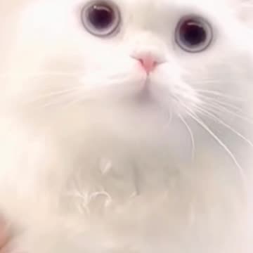 Cute cat videos and Fanny cat videos