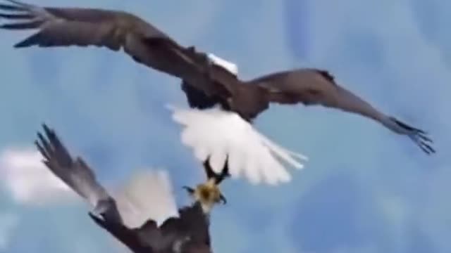 sky dancing. aerial judgment for a partner is important