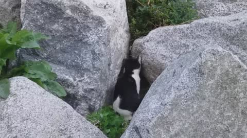 Bicolor cat digging through rocks