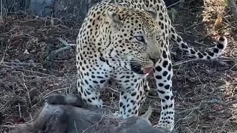 South africa forest leopard hunting pig