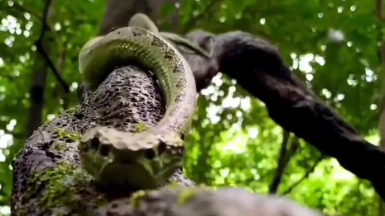 Wildlife in closer view with a natural perspective.