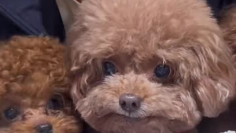 DIY dog food#dog