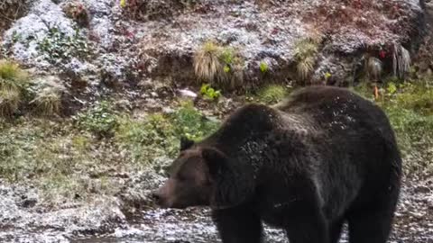 Finishing up my 6thseasonworking with bears in the Greater Yellowstone Ecosystem.