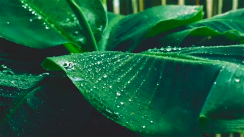 Rain Sounds For Sleeping, Relaxation, Meditation, and Studying - Heavy rain and thunder on leaves.