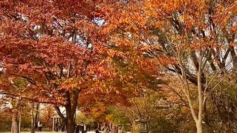 Walking with Fallen Leaves