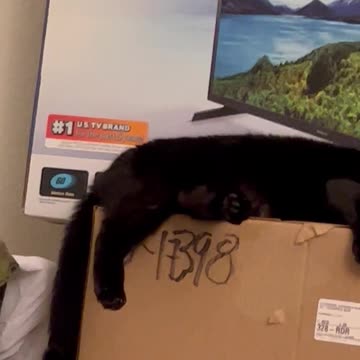 Rescue Cat Precious Piper Tail Talking #shorts