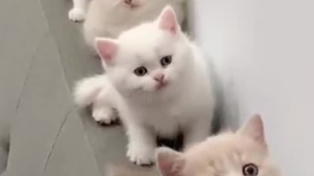 Funny cat, clever cat,baby cat crying