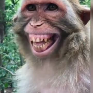 Funny monkey laugh 🤣😂 comedy