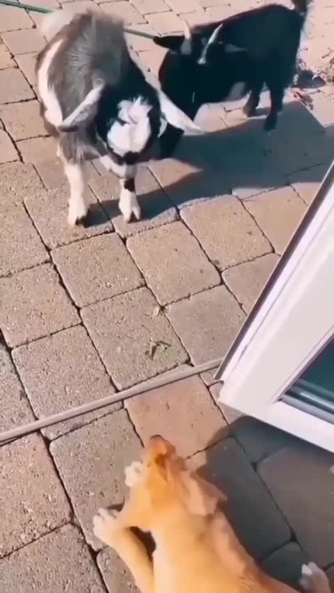 Animaux animal funny