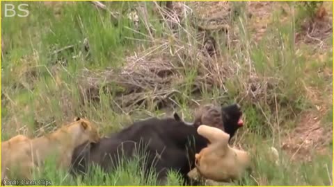 The Greatest Fights In The Animal Kingdom | Lion VS Buffalo