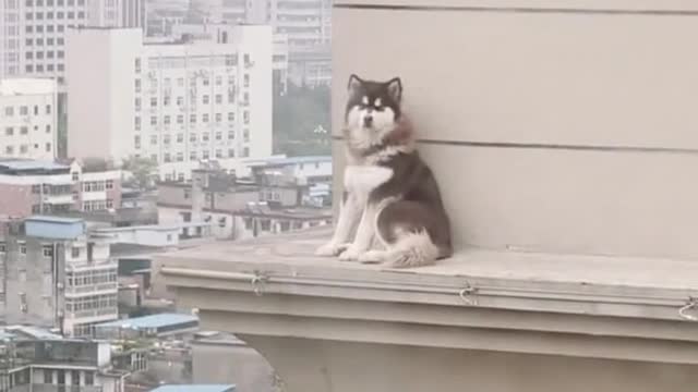 Go out and sit to cool down#pet #fyp #viral #animals #funny #lol #fypシ #funnyvideos #foryou