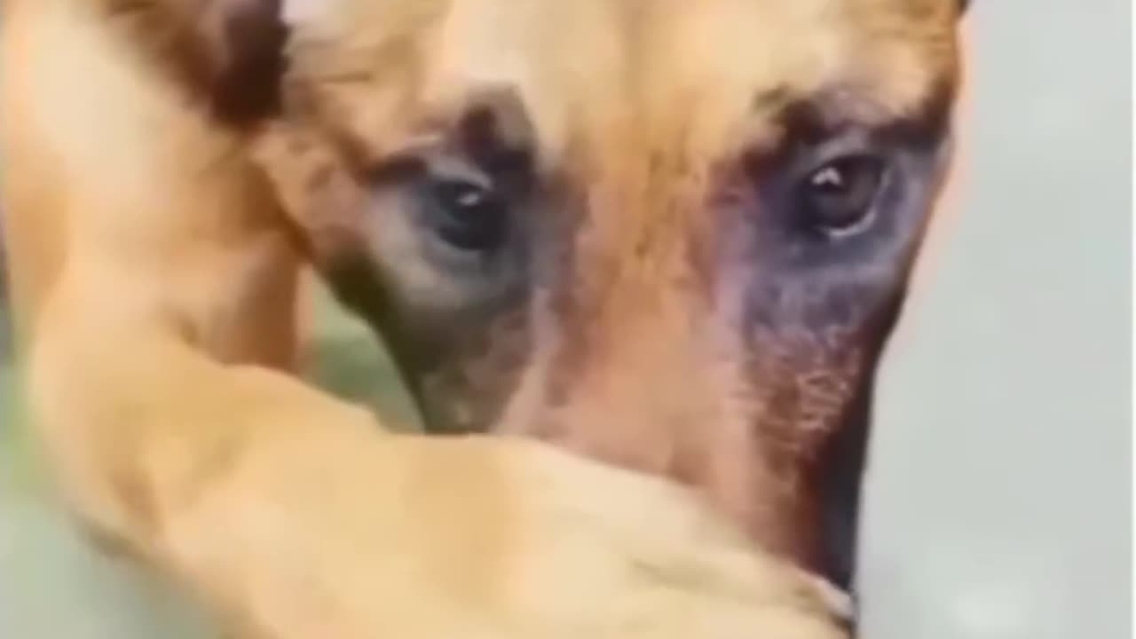 😂😂 Funny animal videos 😂🤣