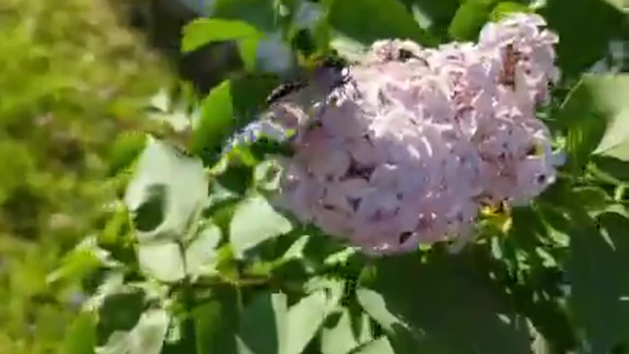 Eastern Black Swallowtail Emerged and Released Part Two