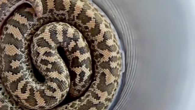 The Big Snake The World Of Snake 🐍 Only Snake #Snake #Short #SnakeVideo #SnakeOnly