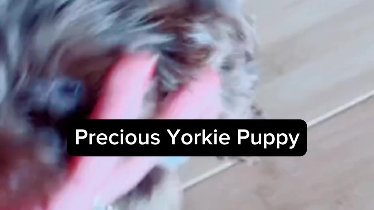 So Cute Yorkshire Terrier Puppy