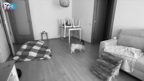 ¡Mi Perro SOLO en CASA con COMIDA! EXPERIMENTO Anima Dogs