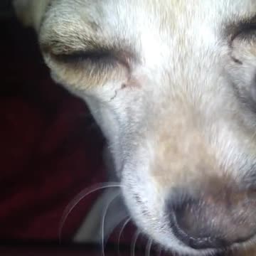 Fui a comer y me fui y volví a taco bell