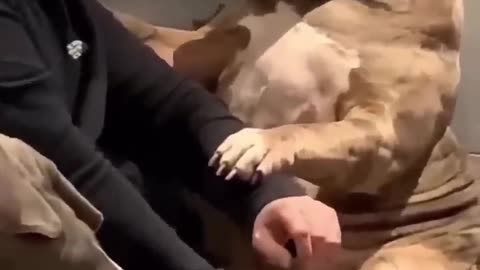 Gentle Gaint❤️❤️❤️