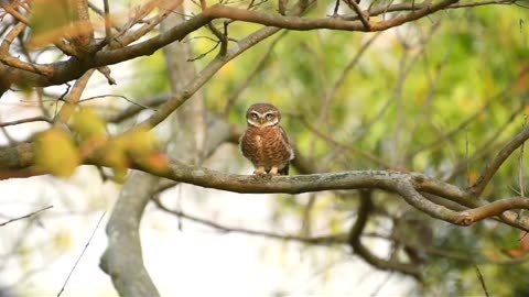 Wildlife is in closer view with natural perspective.
