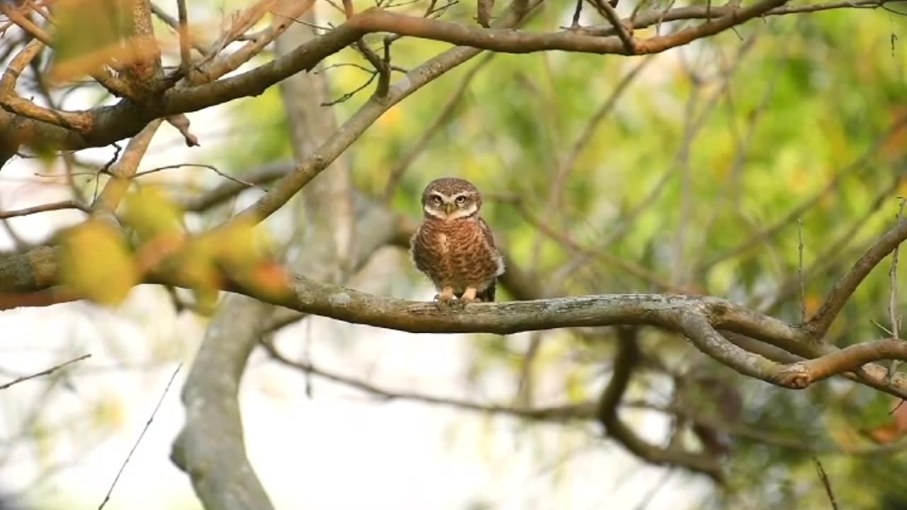 Wildlife is in closer view with natural perspective.