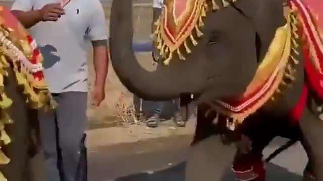 Dancing elephant