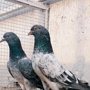 Nayab Breed Pigeons Of Ustad Naeem Bhatti