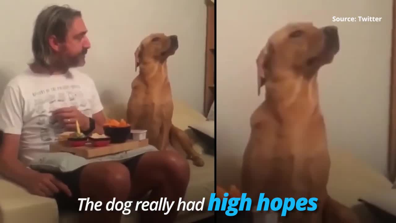 When a dog played aloof to food