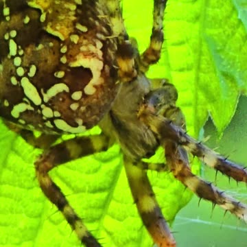 A beautiful cross spider in close-up.