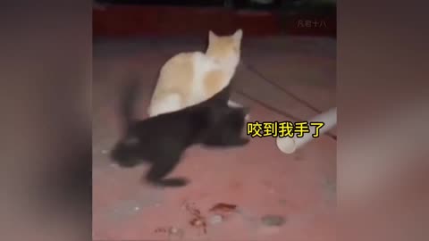 "Cat Comedy: Daily Dose of Laughter"