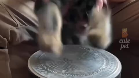 funny cats scene