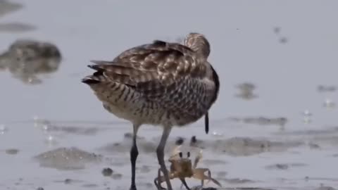 Funny Fight between Crab & Sea Bird 🐦