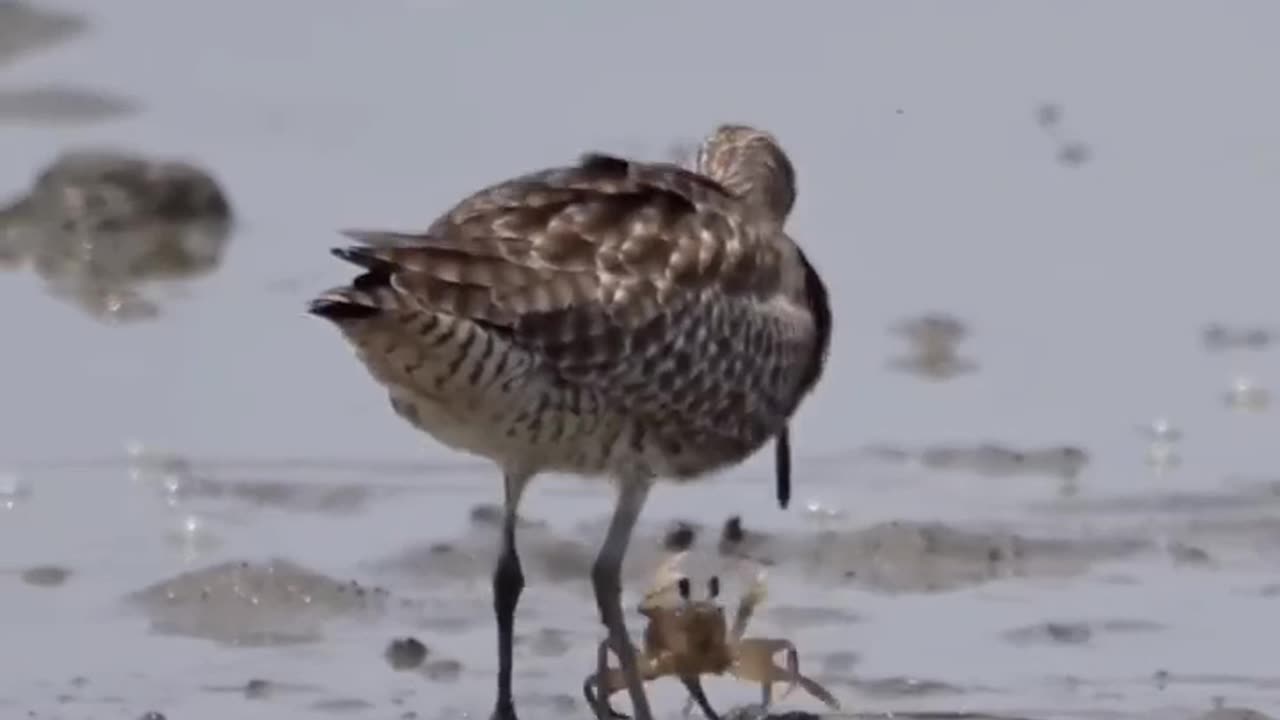 Funny Fight between Crab & Sea Bird 🐦